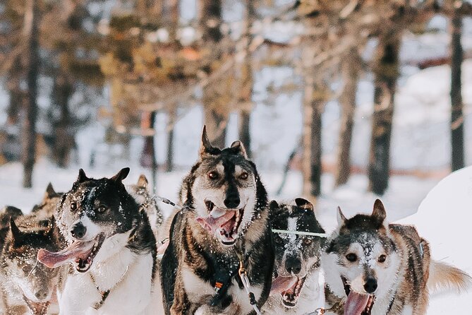 Husky Adventure 10km - The 10 km Sled Route: Driver and Passenger Switch Midway