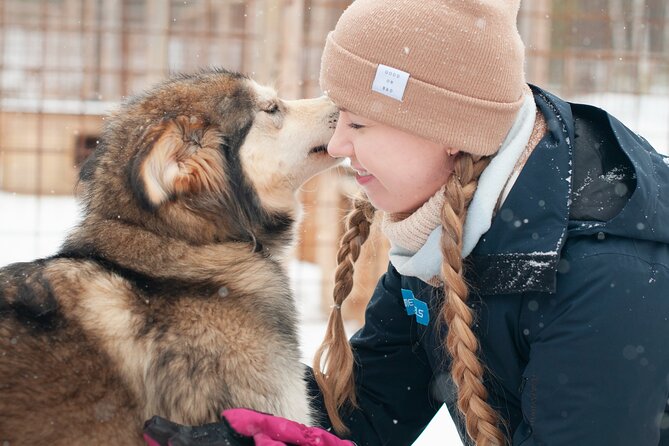Husky Adventure 10km - Price and Value in Lapland: What $301.12 Covers