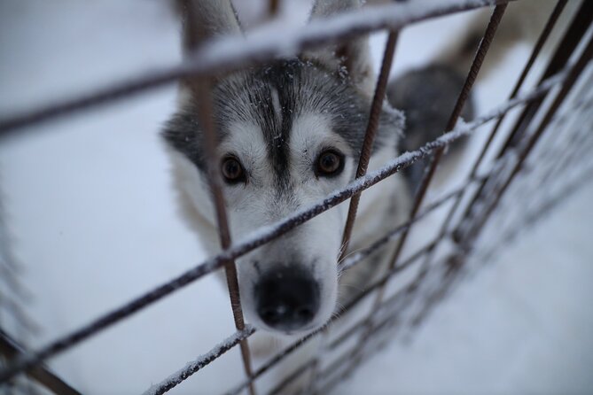 Husky and Reindeer farms visit with sleigh rides - Season and sled style: wheeled sleighs vs real snow rides