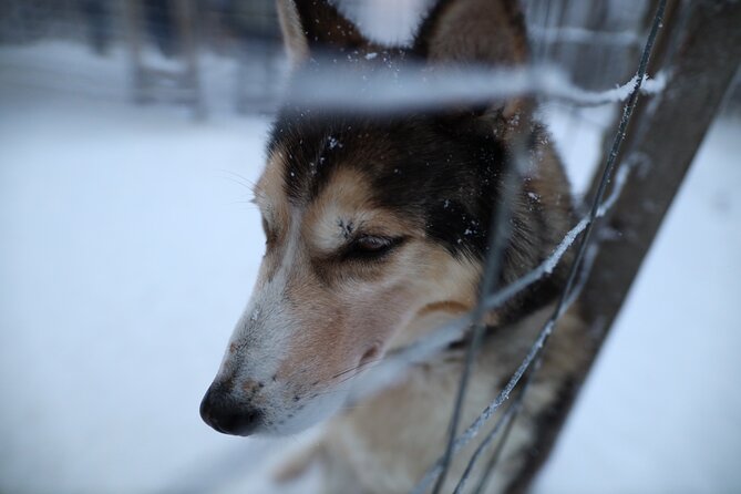 Husky and Reindeer farms visit with sleigh rides - Who this tour is best for (and who might want another option)
