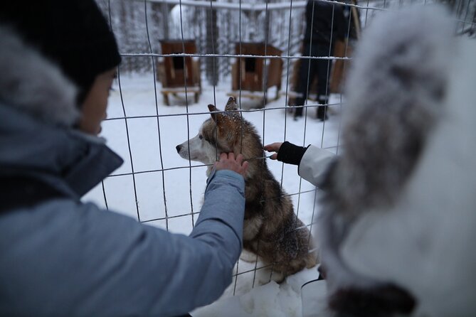 Husky and Reindeer farms visit with sleigh rides - My verdict: should you book Husky and Reindeer Farms with Sleigh Rides?