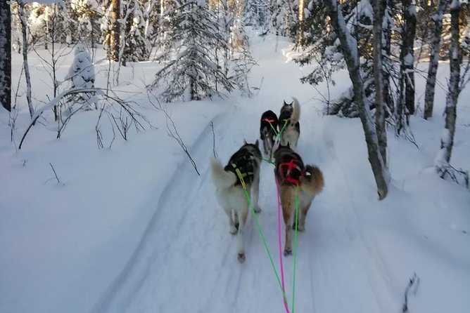 Husky safari - Key points before you go