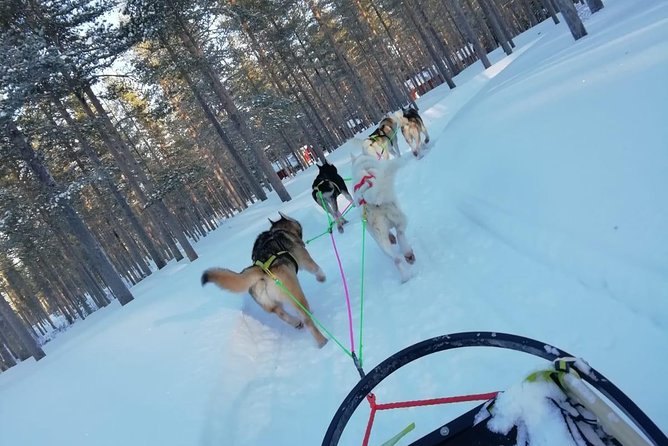 Husky safari - Transfers from Kemi and Rovaniemi, and why timing matters