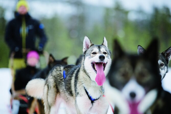 Husky Safari from Levi 2 KM or 5 KM with Husky Sledge Ride - Key things to know before you go