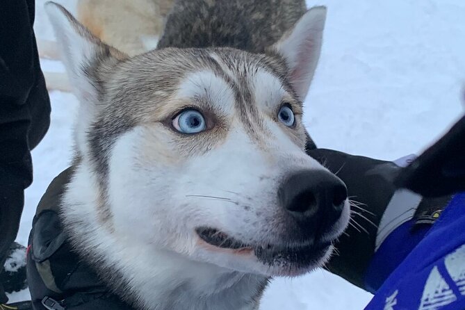 Husky Safari from Levi 2 KM or 5 KM with Husky Sledge Ride - Levi Husky Safari: what makes it such an easy Lapland win