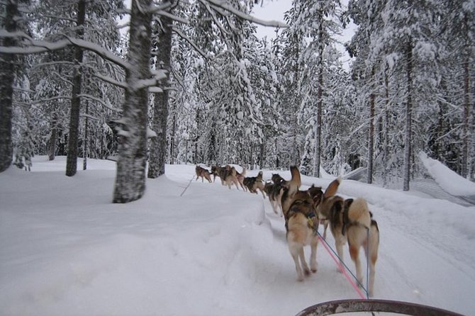 Husky Safari from Levi 2 KM or 5 KM with Husky Sledge Ride - Price and value: what $202.84 gets you, and what it does not