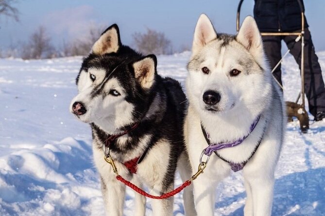 Husky Sledding Ride in Levi 5 KM - Key Takeaways Before You Go