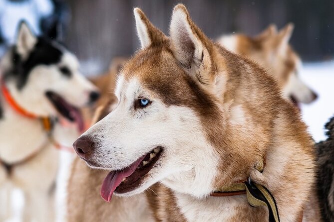 Husky Sledding Ride in Levi 5 KM - The Safety Briefing and Self-Driving Moment