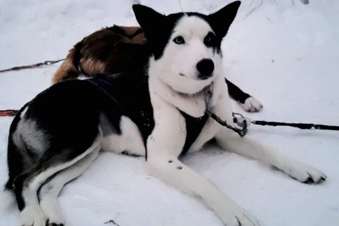 Husky Sledding Ride in Levi 5 KM - Kota Warm-Up: Hot Drinks, Cookies, and Calm After the Cold