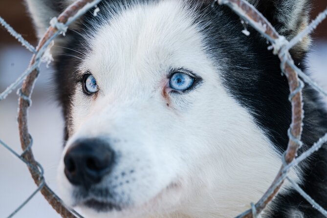 Husky Sledding Ride in Levi 5 KM - Price and Value at About $203.50 for 2 Hours