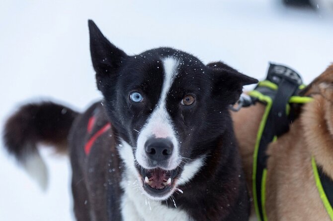 Husky Sledding Ride in Levi 5 KM - Meeting the Huskies: The Part That Sets the Tone