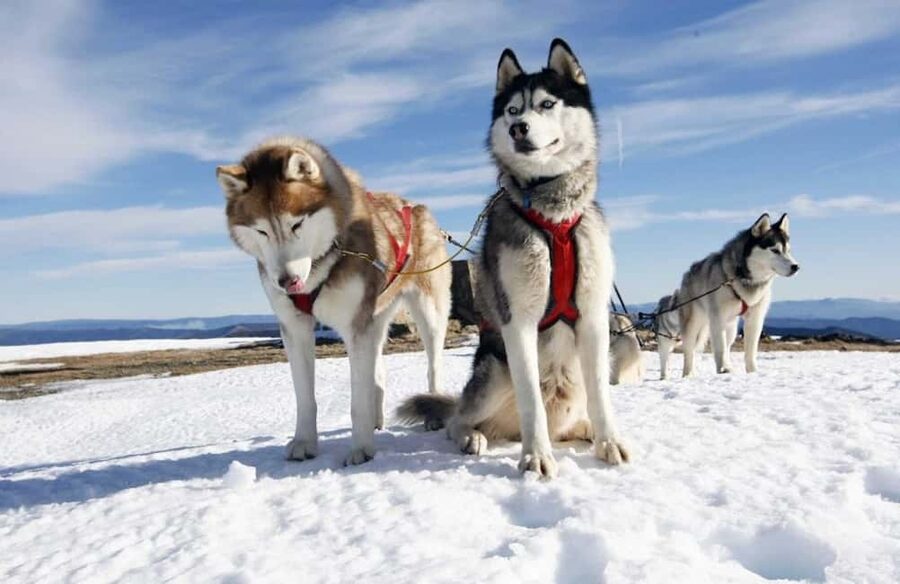 Husky Soul Journey: From Farm Life to Sledding Adventure - Key things I’d watch for