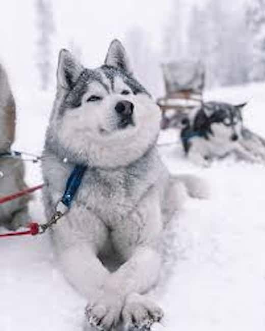 Husky Soul Journey: From Farm Life to Sledding Adventure - Arctic storytelling, and why it makes the dogs feel real