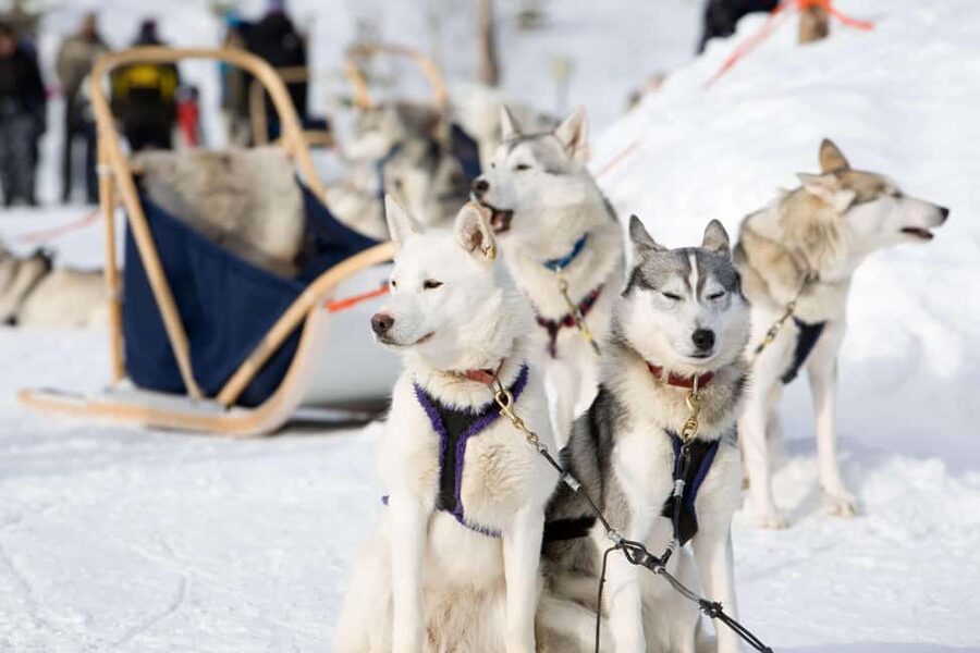Husky Soul Journey: From Farm Life to Sledding Adventure - Visiting a Lapland husky farm, not a souvenir stop