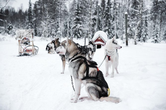 Ice Fishing and Husky - The bonfire and grilled salmon, Finnish style