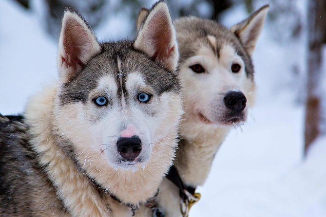 Ice Fishing and Husky - Logistics that affect your day: timing, meeting point, and language