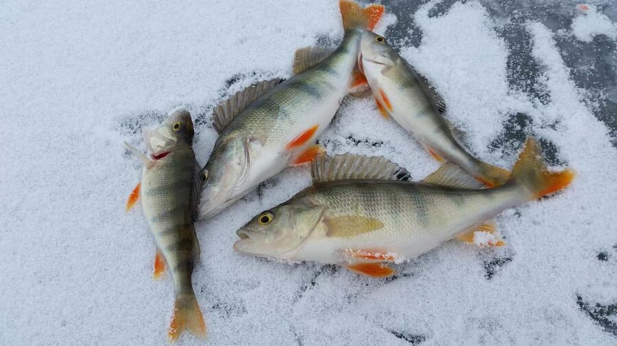 Ice-Fishing by Foot on Lake Ylläsjärvi - Starting at Safari House, then heading onto the ice