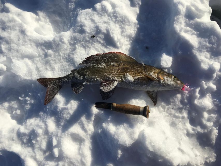 Icefishing and tasting in Lake Inari - The One-Hour Icefishing Lesson: Drilling, Rod Fishing, and Net Checks