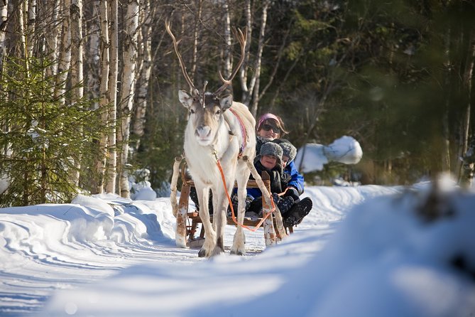 In Pursuit of Reindeer - Snowmobile safari to reindeer farm in Rovaniemi - Rovaniemi Snowmobile Safari Plus a Reindeer Farm: What This Tour Really Delivers