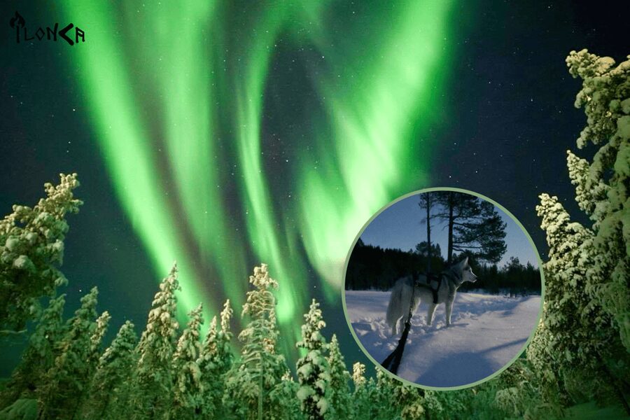 Ivalo: Aurora Hunting with Huskies - Key moments to know