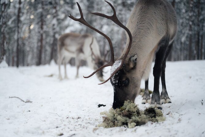 Ivalo: Aurora Hunting with Reindeer - Price: Is $144.19 per Person Worth It?