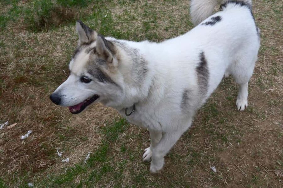 IVALO: Experience Farm Visit | small group - Huskies and sheep: what the animal time is really like