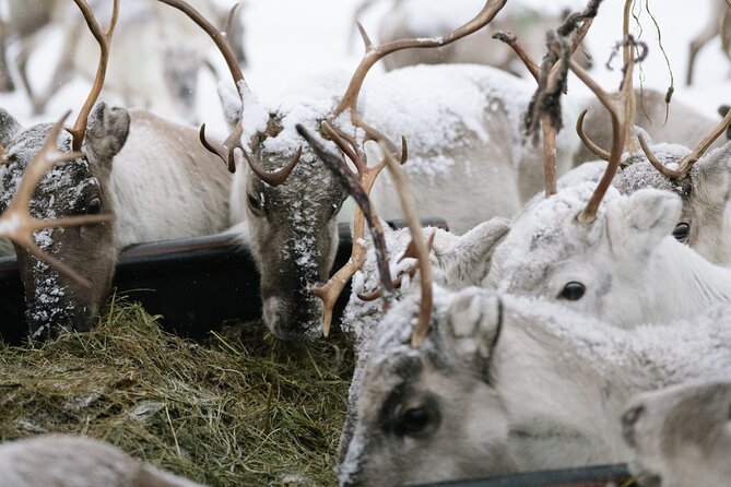 Ivalo: Reindeer herd and fishing experience - Arriving in Ivalo at 8:00 am, and why the early start helps