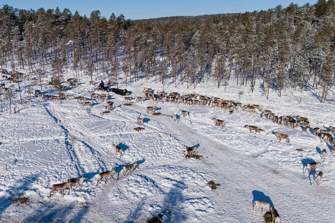 Ivalo: Reindeer herd and fishing experience - The price in perspective: is $415.80 good value here?