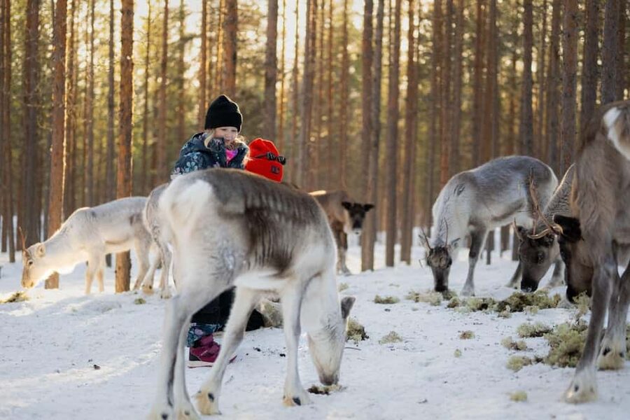 Ivalo: Reindeer Visit – Meet & Feed Reindeer - Key Highlights You’ll Care About