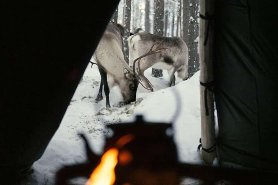 Ivalo: Reindeer Visit – Meet & Feed Reindeer - Getting Oriented at the Winter Fence Near Ivalo Airport