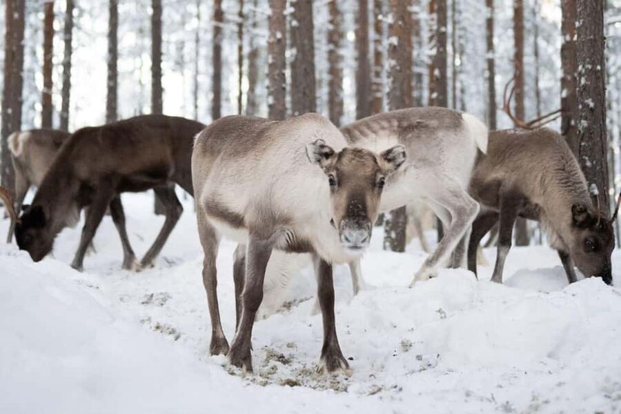 Ivalo: Reindeer Visit – Meet & Feed Reindeer - Trying the Suopunki Lasso Like a Herdsman