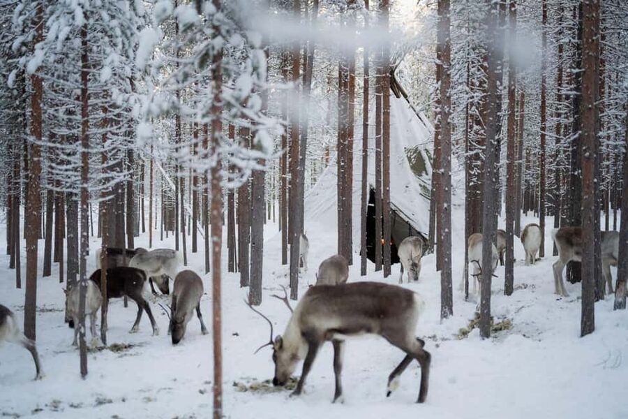 Ivalo: Reindeer Visit – Meet & Feed Reindeer - Feeding Reindeer in Their Winter Territory (And Learning What Matters)