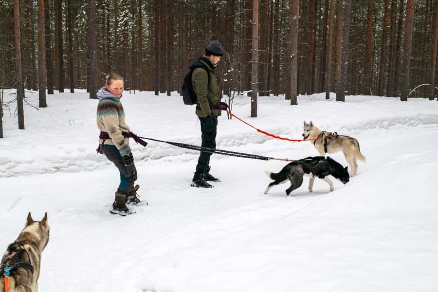 Ivalo - Saariselkä: Husky Walk in the Wilderness - Start at Ilonka Farm: Harnessing, Matching, and Dog Introductions