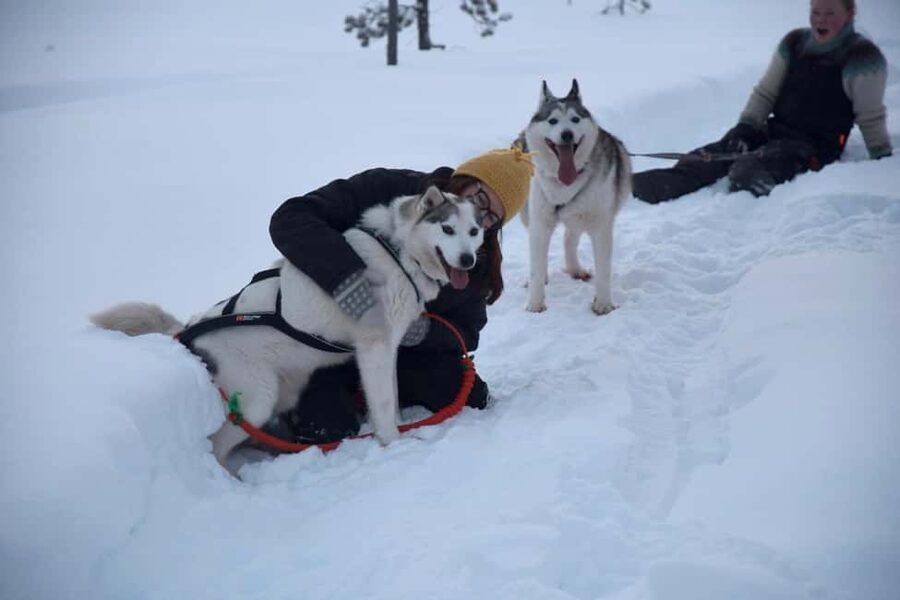 Ivalo - Saariselkä: Husky Walk in the Wilderness - The Warm-Up at the Lappish Hut: Drink, Delicacy, and a Reset
