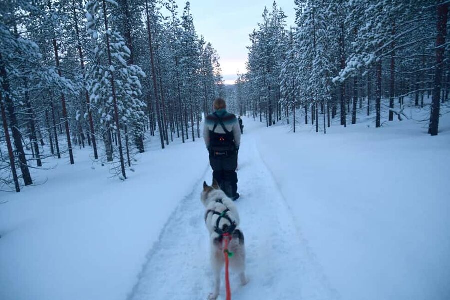 Ivalo - Saariselkä: Husky Walk in the Wilderness - Your Forest Walk: Easy, Medium, and What It Means Day to Day