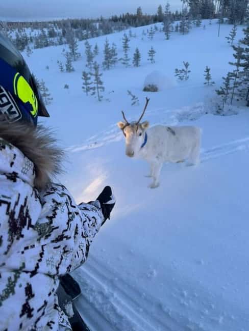 Ivalo: Snowmobile Safari in Hammastunturi Wilderness - Key Points You Should Care About
