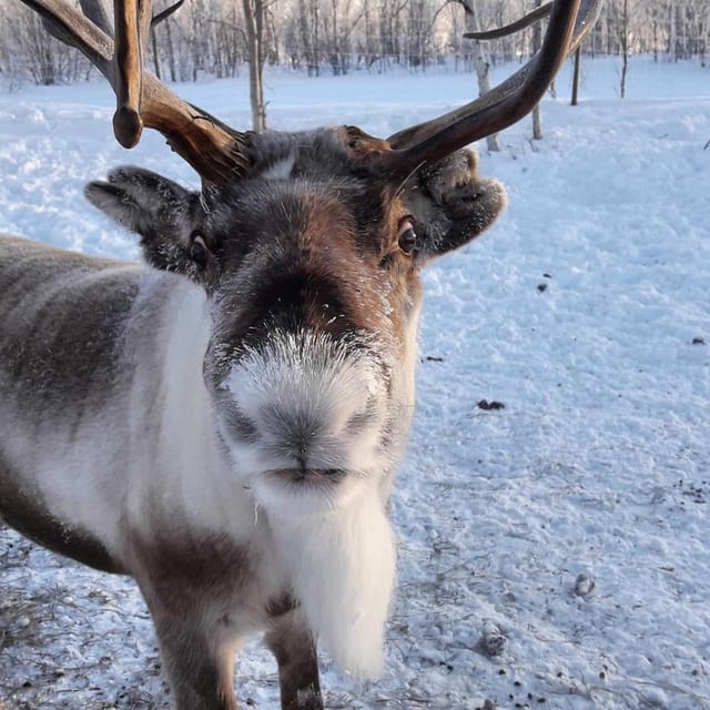 Ivalo: Snowmobile Safari, Meet and Feed Reindeers with Lunch - Key things to know before you go