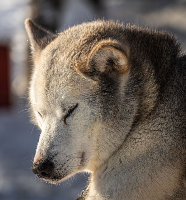 Kemi: Sled Dog Husky Safari Including Hot Drink - Quick take: Kemi sled dog safari in plain terms