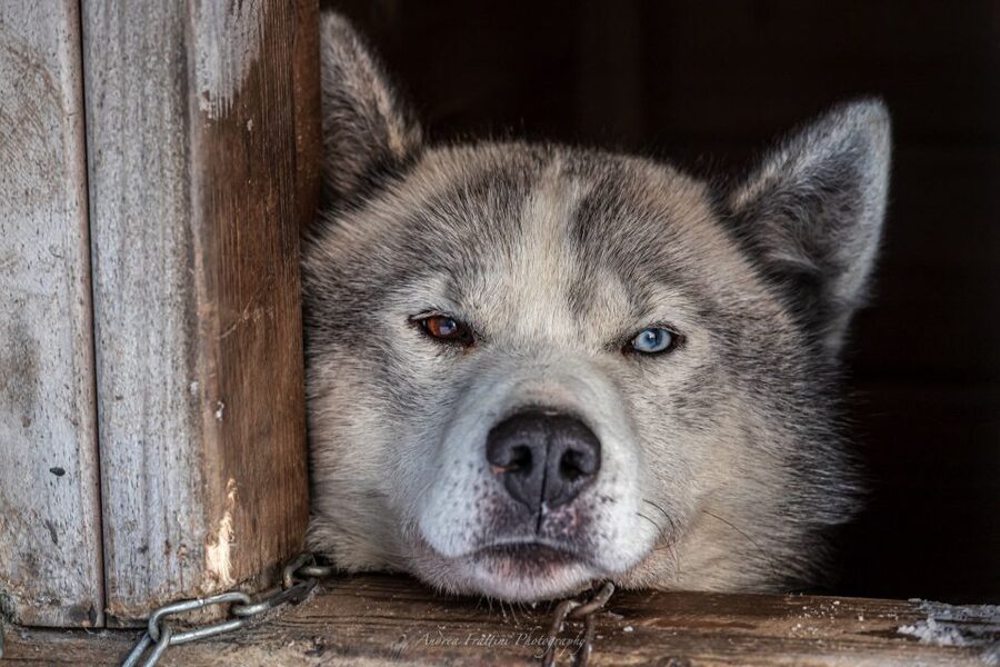 Kemi: Sled Dog Husky Safari Including Hot Drink - A 30-minute husky dash through real Lapland snow