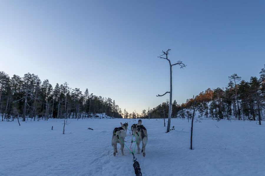 Kemi: Sled Dog Husky Safari Including Hot Drink - Learning to drive the sled dog team (and why it matters)