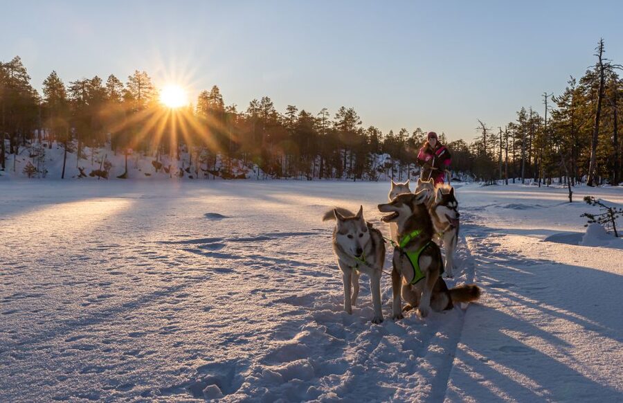Kemi: Sled Dog Husky Safari Including Hot Drink - Firelight snacks and hot drinks: the warm part you can count on