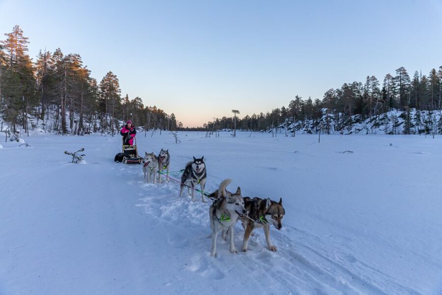 Kemi: Sled Dog Husky Safari Including Hot Drink - Practical tips so your ride feels smooth