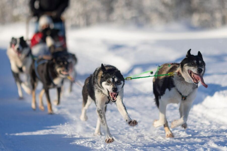 Kemi-Tornio: Husky Sled Ride with Hot Drink - Key Points That Make This Husky Ride Worth Your Time