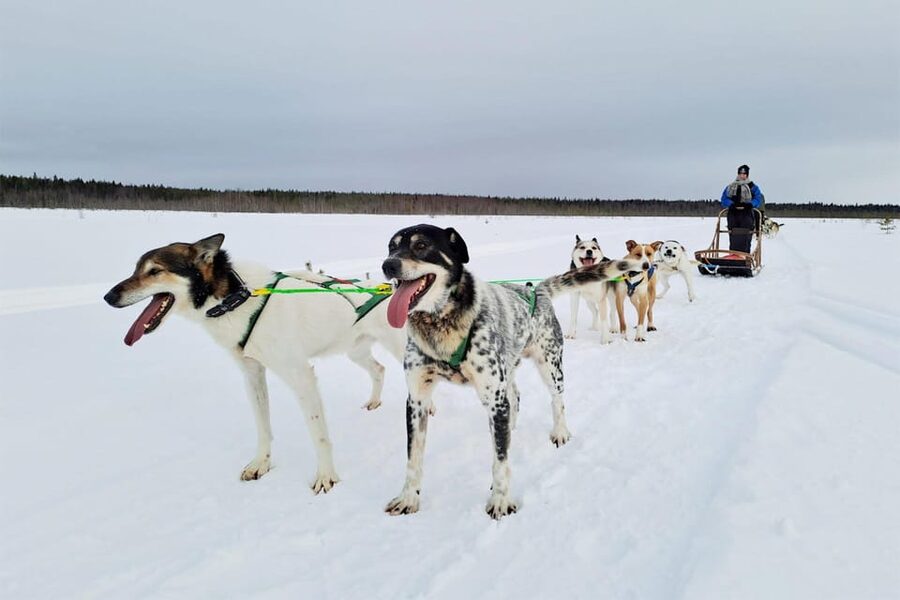 Kemi-Tornio: Husky Sled Ride with Hot Drink - Getting Started at Sea Lapland Safaris in Kemi