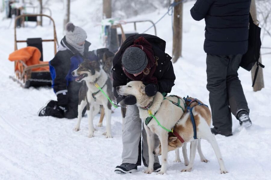 Kemi-Tornio: Husky Sled Ride with Hot Drink - How the Self-Drive Sled Works (And Why It Matters)
