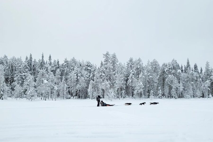 Kemi-Tornio: Husky Sled Ride with Hot Drink - Dress Like a Local, Even If You Are Not