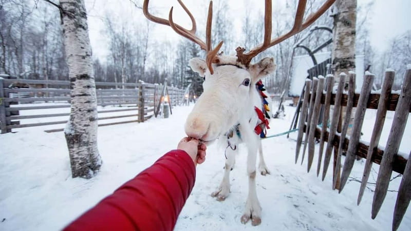 Kemi-Tornio: Reindeer farm experience - Key things that make this reindeer farm experience work
