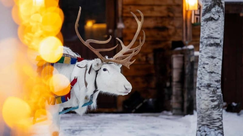 Kemi-Tornio: Reindeer farm experience - Kemi base camp, and how you start your winter day