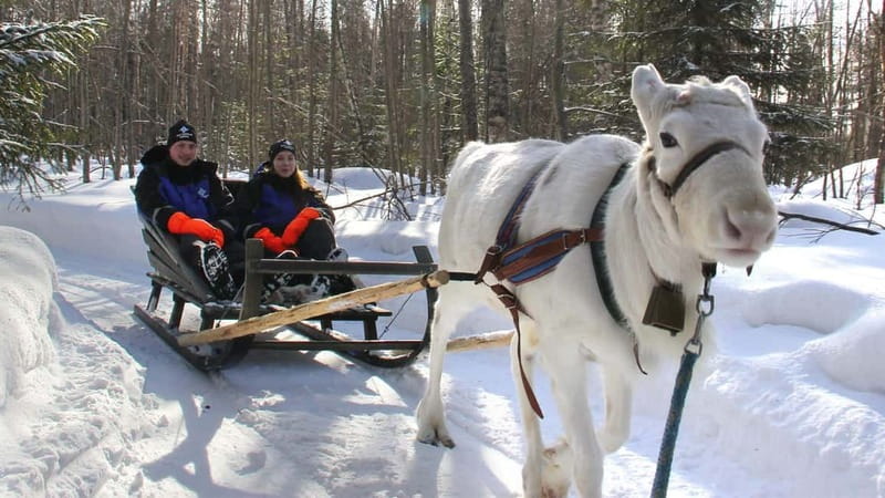 Kemi-Tornio: Reindeer farm experience - Reindeer farm time: feeding reindeer moss and meeting the herder