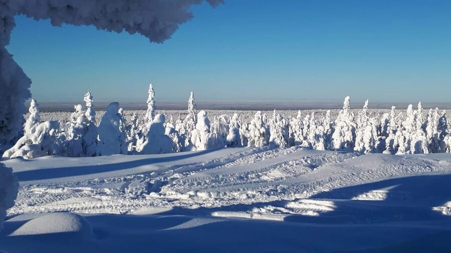 Kemi-Tornio: Snowmobile Forest Safari w/ Hot Drink & Snacks - Key things you will enjoy most